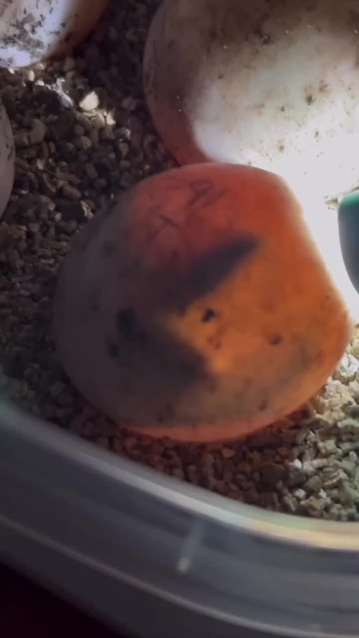 Video post from carapacecritters.