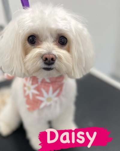 Carousel post from k9playtimedoggydaycare.