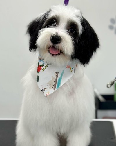 Carousel post from k9playtimedoggydaycare.