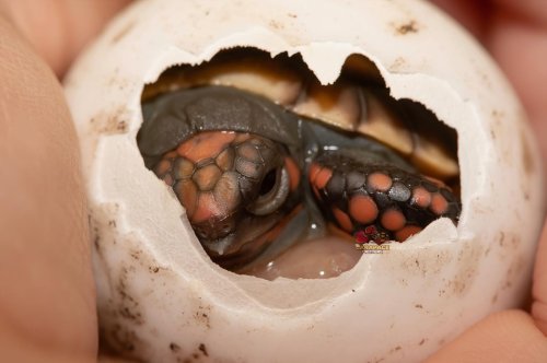 Photo post from carapacecritters.