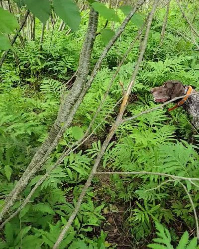 Video post from reddogguideservice.