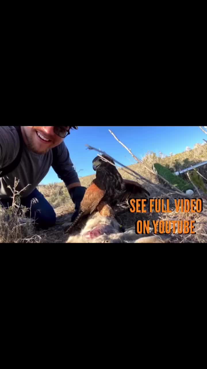 Video post from desertkingsfalconry.