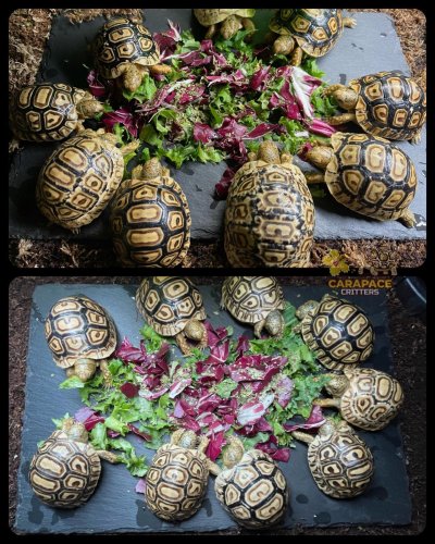 Photo post from carapacecritters.