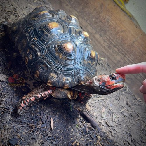 Photo post from carapacecritters.