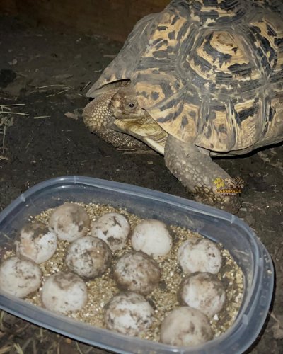 Photo post from carapacecritters.