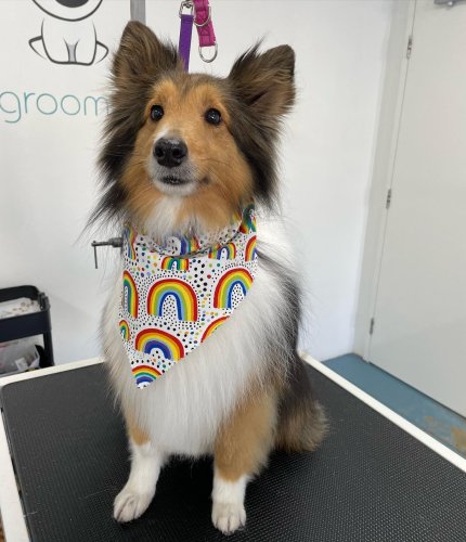 Carousel post from k9playtimedoggydaycare.