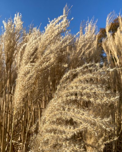 Photo post from sussexprairies.