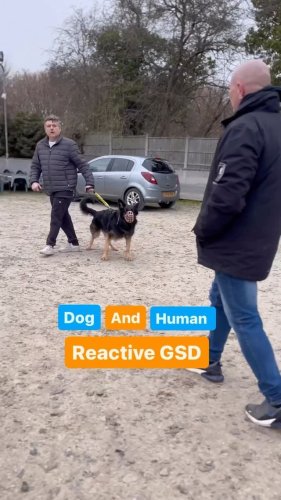 Video post from southenddogtraining.