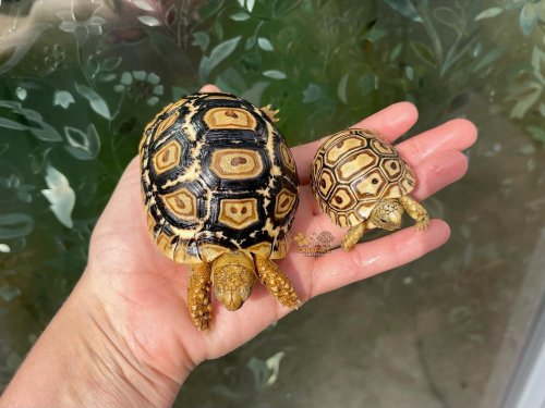 Photo post from carapacecritters.