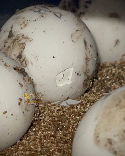 Photo post from carapacecritters.