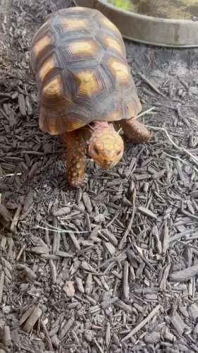 Video post from carapacecritters.