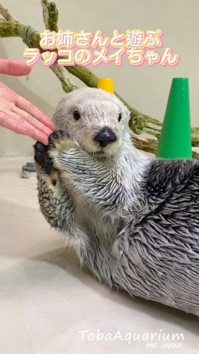 鳥羽水族館 公式サイト