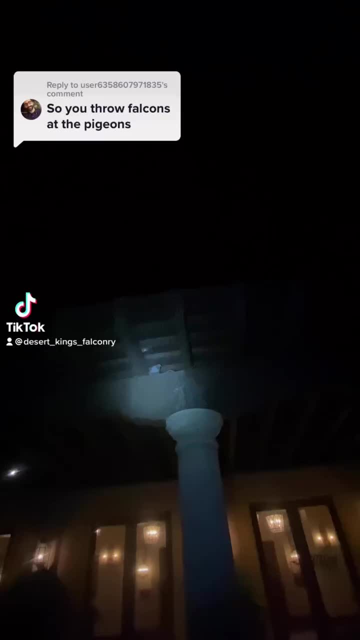 Video post from desertkingsfalconry.