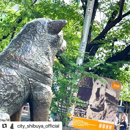 Carousel post from hachi100_official.