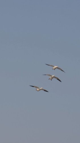 Video post from northernskiesoutfitters.