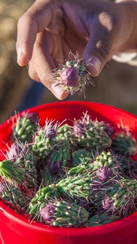 Video post from visittucson.