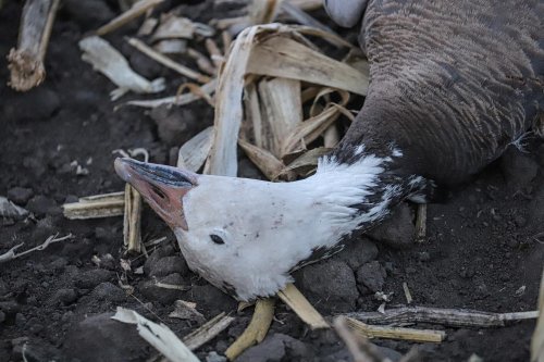 Photo post from northernskiesoutfitters.