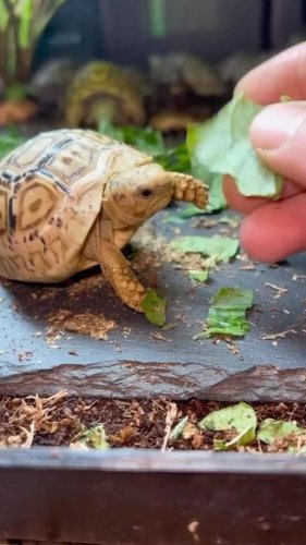 Video post from carapacecritters.