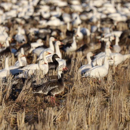 Photo post from northernskiesoutfitters.