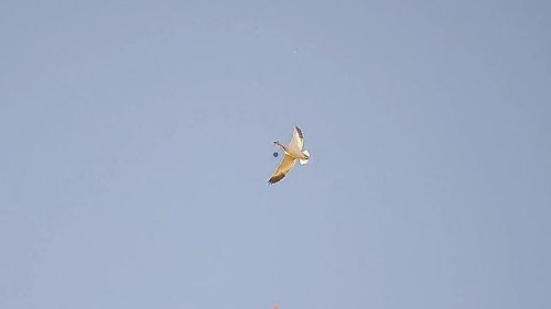 Video post from northernskiesoutfitters.