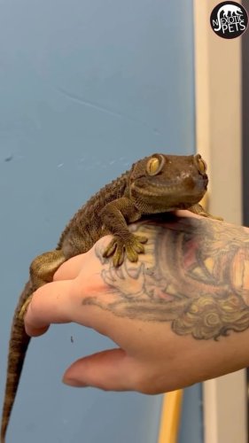 Video post from njexoticpets.