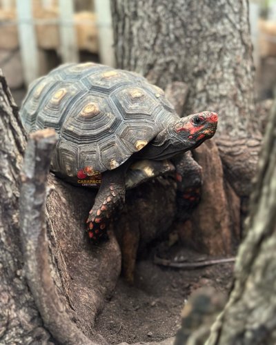 Carousel post from carapacecritters.