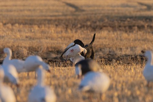 Photo post from northernskiesoutfitters.