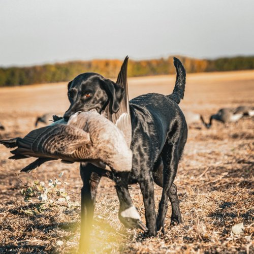 Photo post from northernskiesoutfitters.