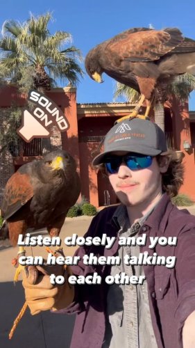 Video post from desertkingsfalconry.