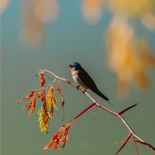 Photo post from visitalburywodonga.