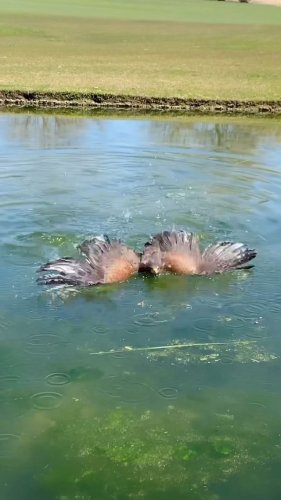 Video post from desertkingsfalconry.