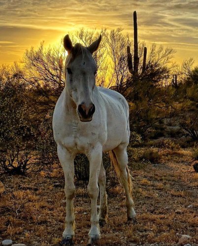 Photo post from visittucson.