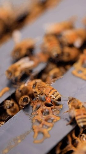 Video post from comvita_au.