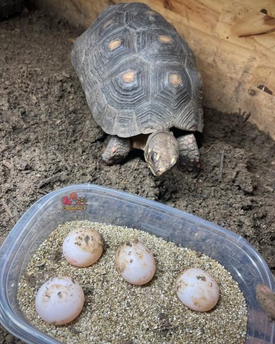 Photo post from carapacecritters.