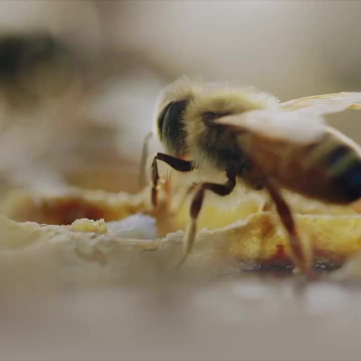 Carousel post from comvita_au.