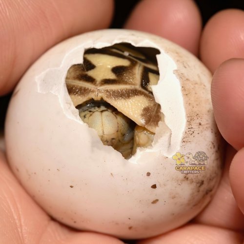 Photo post from carapacecritters.