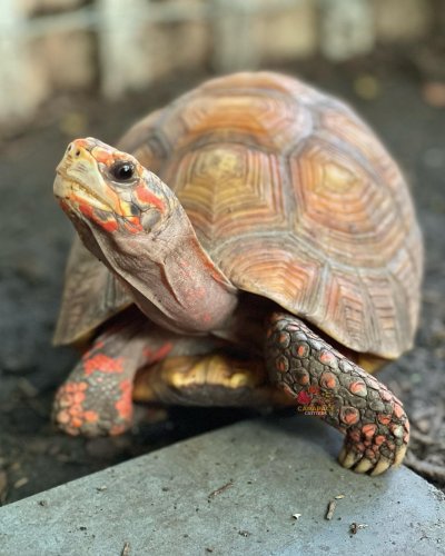 Photo post from carapacecritters.