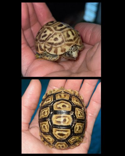 Photo post from carapacecritters.