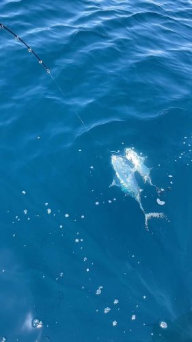 Video post from ejs_fishing_charters.