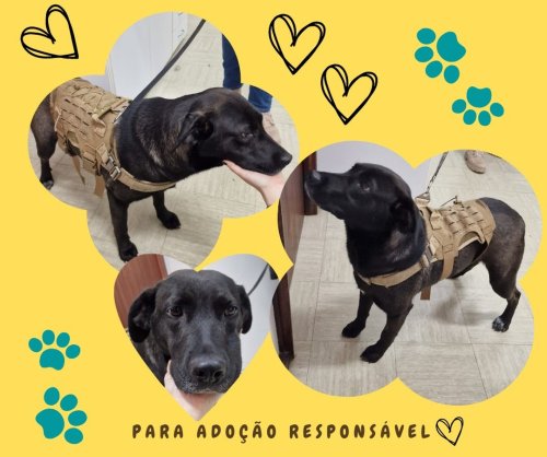 Photo post from clinica_veterinaria_dourosul.