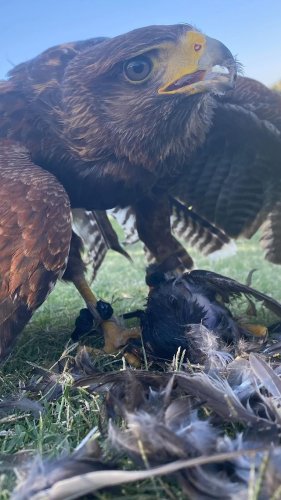 Video post from desertkingsfalconry.
