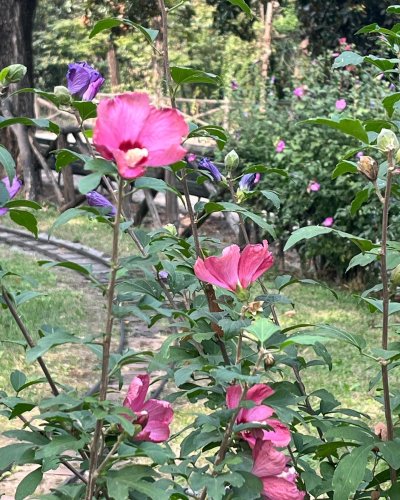 Photo post from camillaripani.