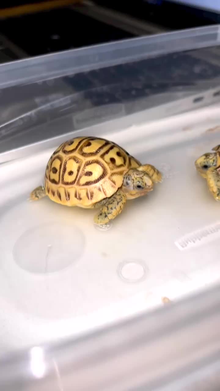 Video post from carapacecritters.