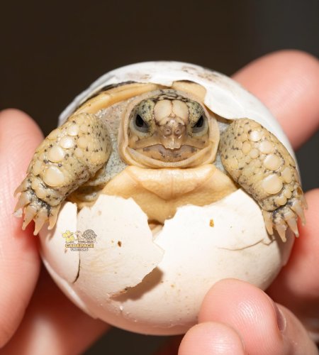 Photo post from carapacecritters.