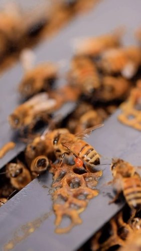 Video post from comvita_nz.