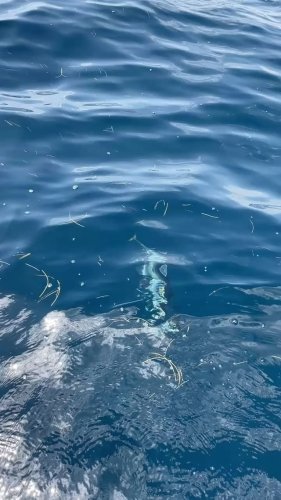 Video post from ejs_fishing_charters.