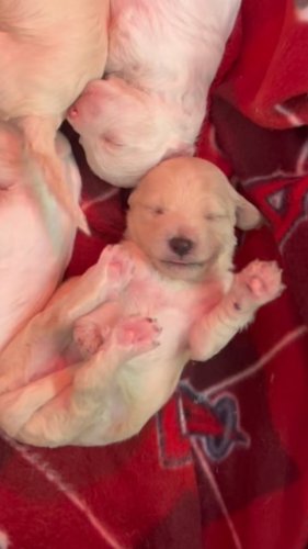 Video post from familyanimalhospitalcm.