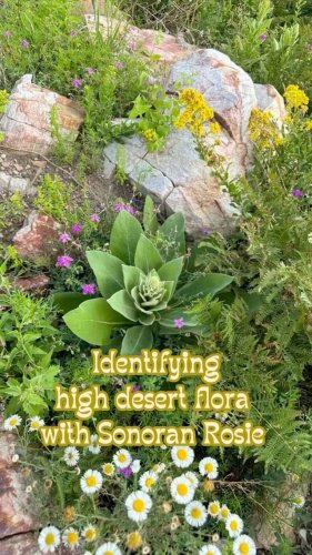 Video post from visittucson.