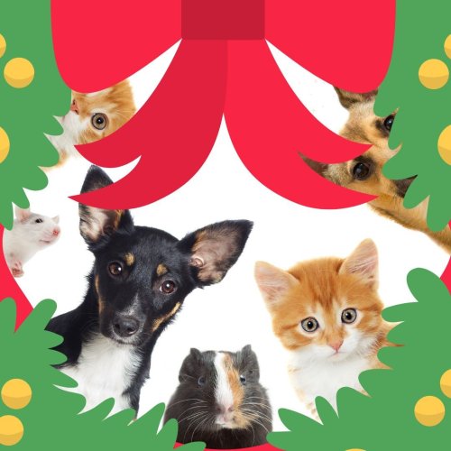 Photo post from clinica_veterinaria_dourosul.