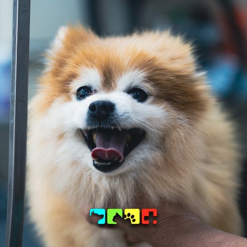 Photo post from medicalpettj.